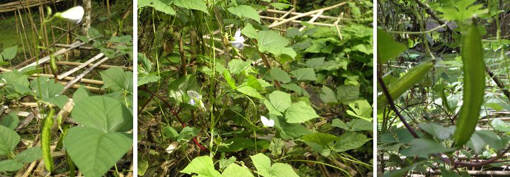 Images of Winged Beans growing