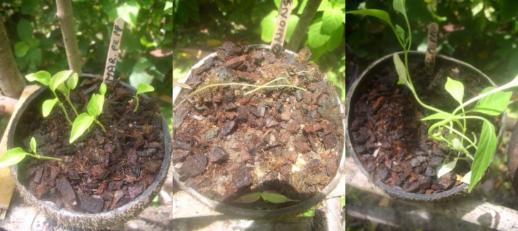 Seedlings planted in coconut shells