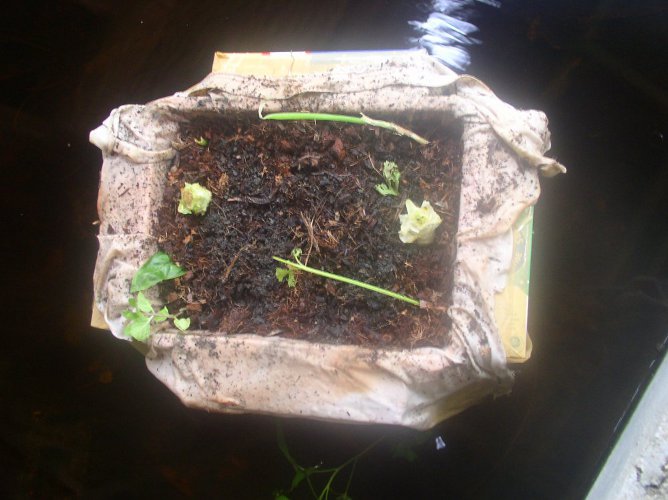 Image of original floating
                  garden with added plant cuttings