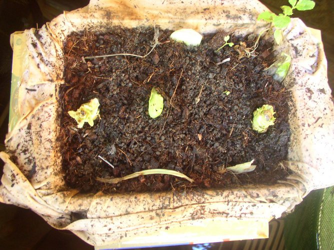 A
                        few plants growing in older floating garding