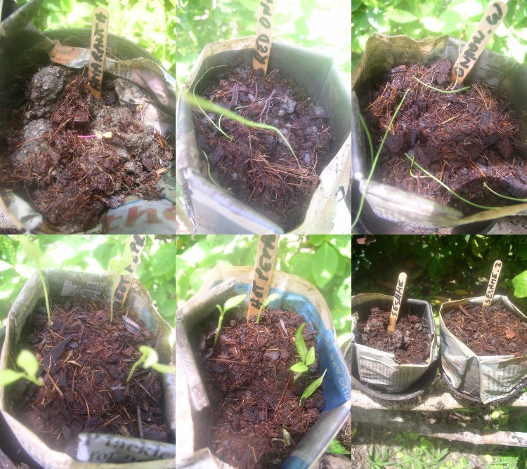 Images
                  of seedlings in paper pots