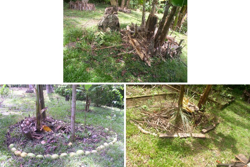 Images of
                        preparations for mini gardens under banana
                        trees