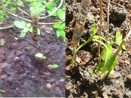 Images
                    of transplanted eggplant and spanish pepper