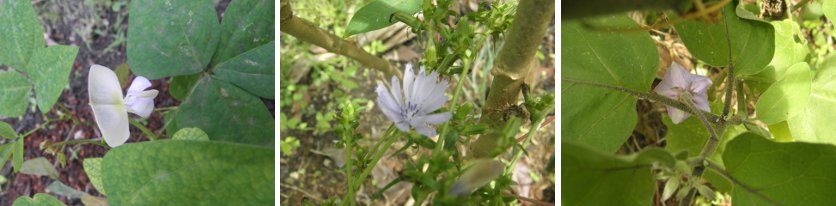 Images of Blue
        Flowers