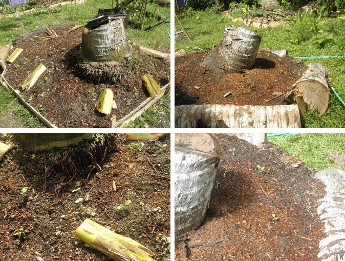 Images of newly planted eggplant
            seedlings