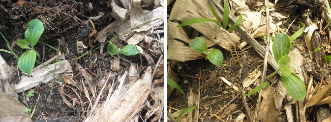 Images of
        Sprouting Squash Seeds -not much difference