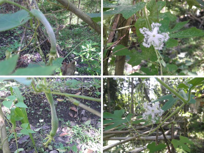 Images of Young
        Patola and Upo flowers