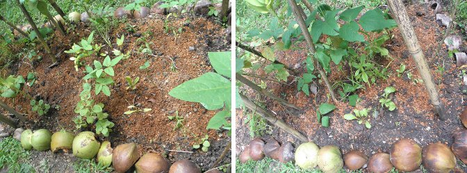 Image of cleaned and seeded vegetable
            plot