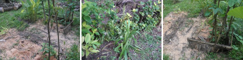 Images of Hedge and vegetable patch
            being cleaned up after felling coconut trees