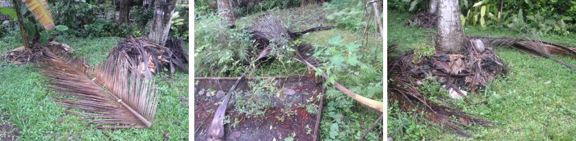 Images of Coconut branches fallen in the storm