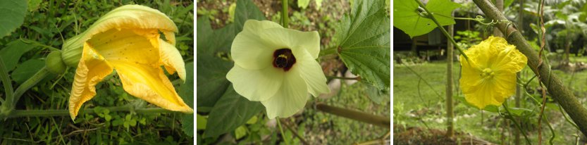 Images of Yellow
        Flowers