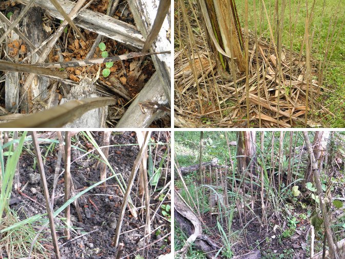 Images of sticks
        used to try and keep chickens from the crops