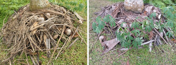 Images of Compost
        under coconut tree