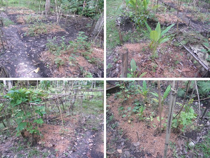 Images of garden plots covered with chopped coir to
        rest for the winter