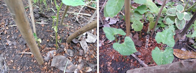 Images of
        previously sown brown Beans