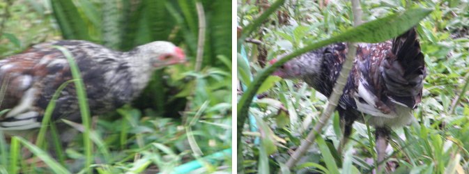 Image of chickens
        hunting for food