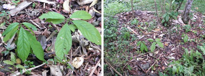 Images of discarded Avacado seeds growing