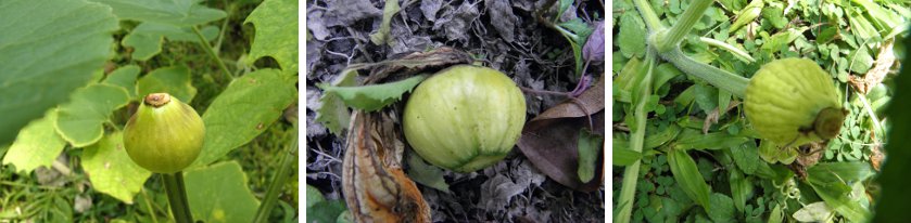 Images of dying
        unfertilised female squash flowers