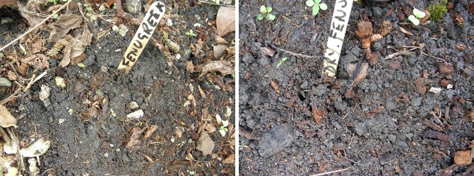 Images of freshly
        sown Fenugreek