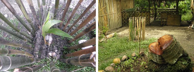 Image of newly planted coconut tree