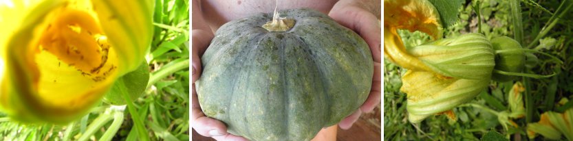 Image of Picked Squash and young female
            flowers