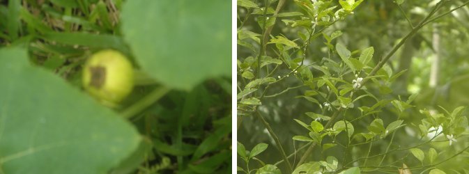 Image of dying squash and flowering
              lime tree