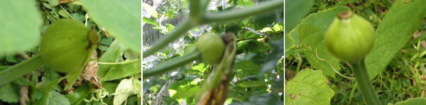 Images of three
        young squash