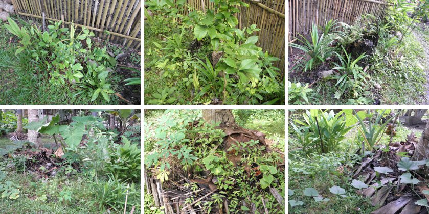 Images of wild
        areas in garden