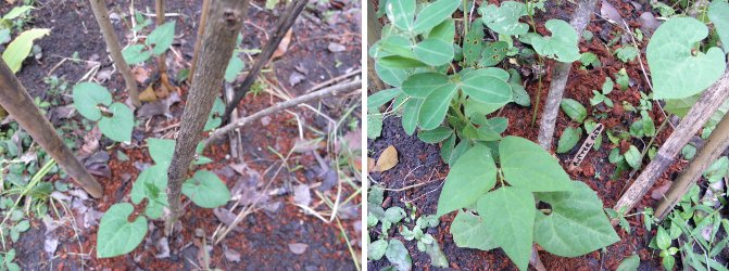 Images of ButterBeans growing