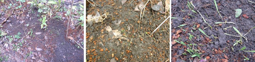 Images of damage by chickens
            spontaniously recovering