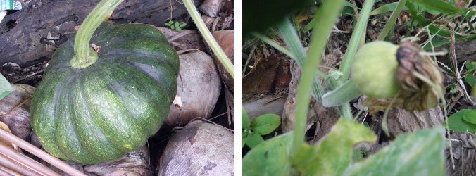 Image of
            healthy and unhealthy squashes