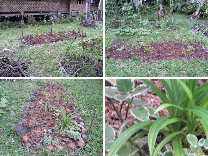 Images of
Herb Garden readu for sowing