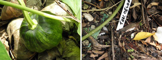 Images Comparing growth of squash and melon