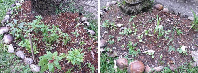 Ijmages of Mini-Gardens under Coconut
            Trees