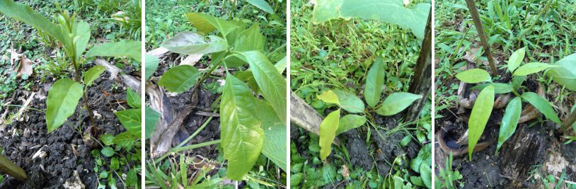 Images of newly planted tree seedlings