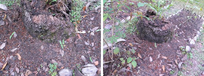 Images of poor regeneration replanted
            tree stump area after damage by chickens