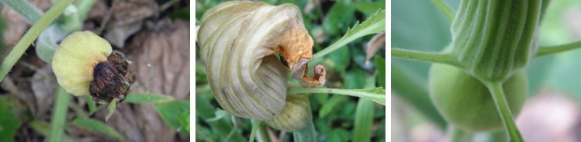 Images of three young female squash
            flowers