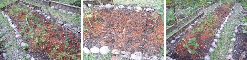 Images of newly
weeded and seeded, unified, plot