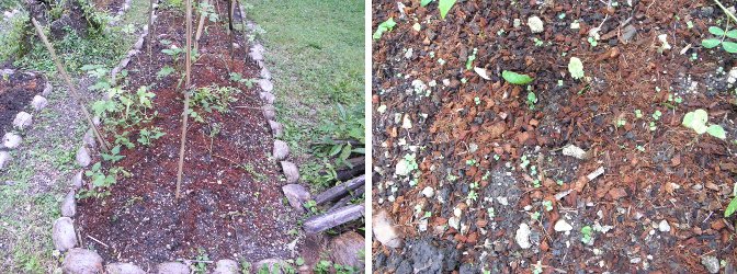 Images of
very young seedlings growing