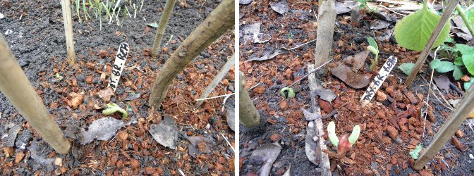 Images of recently planted Brown Beans