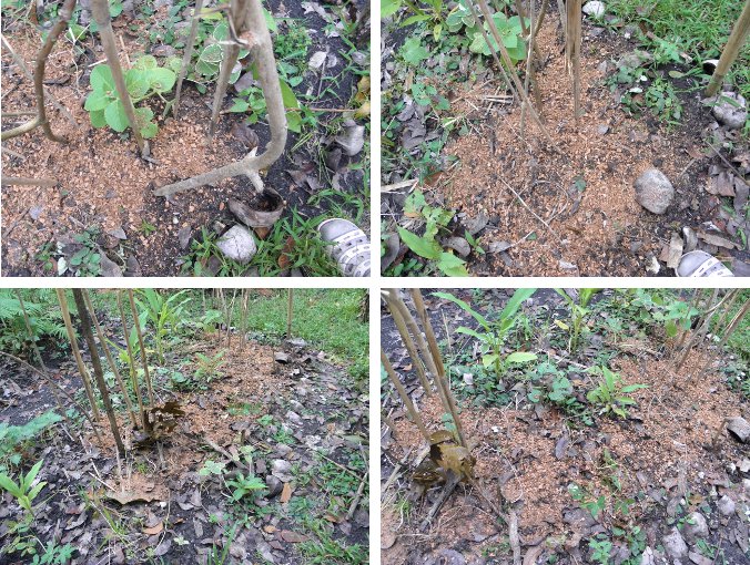 Images of newly planted Brown Beans