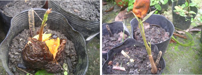 Another image of an Avocado and Durian seedlings