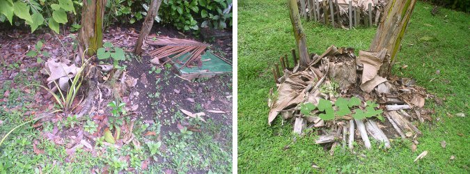 Images of Squash growing under Banana trees