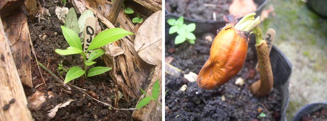 Images of Chico seedling and Durian
        seedling sprouting