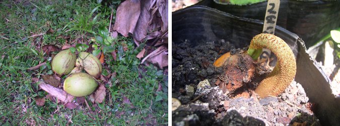 Images of young Citrus treee and a
        sprouting Durian