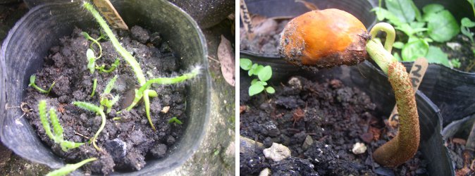 Images of young Dragon Fruit seedlings and Durian
        seedling