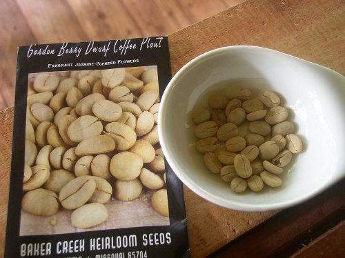 Image of dwarf
        coffee beans soaking before sowing