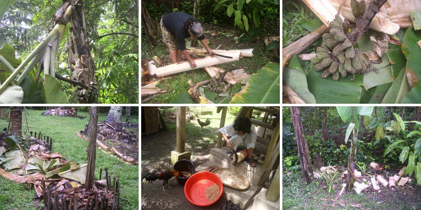 Images of collapsed Banana tree being
        chopped up and used for fertilizer and animal food