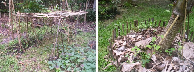 Image of constructed frame and free
            climbing plants