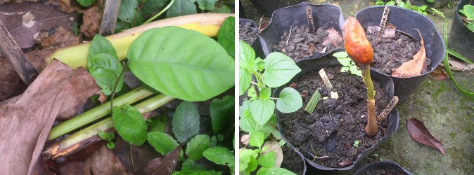 Lanzones seedling and
sprouting Durian